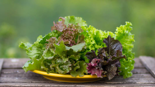 Mix -Lettuce (मिक्स-सलाद)-200g
